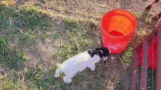 Goat Chute Cleanup