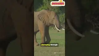 You Won't Believe These War Animals!