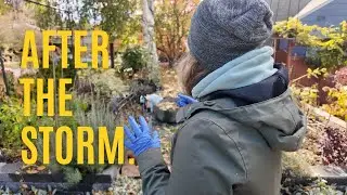 Storm Cleanup + Dahlia Storage: A Cozy Autumn Garden Workday