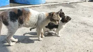 Cute cat sound&lrm;cat sounds&lrm;angry cat sounds&lrm;cat sounds angry