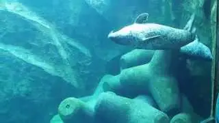 あざらし横泳ぎ
