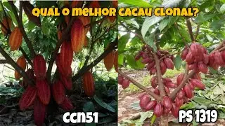 Qual a melhor variedade de Cacau Clonal da Atualidade PS1319 ou CCN51?