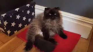 Grumpy Cats Who Hate Everything 😾