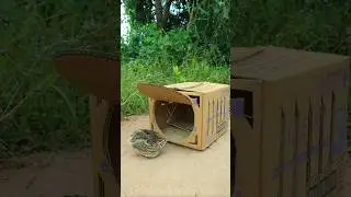 Technique Unique Trap # Creative DIY Quail Bird Trap #shorts