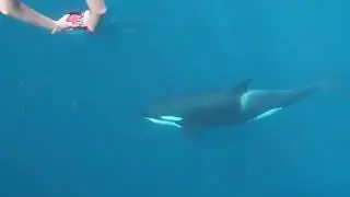 Swimming with orcas in Baja Sur, Mexico (Whale Watching Tour)