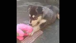 My Dog