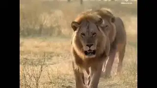 Incredible: Five Lions Take Down a Giraffe