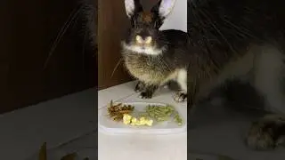 What does the rabbit choose: feed, maggot, or apple? What do you think? 🐰#bunnylife #cuterabbit