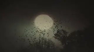 Night Crows | Spooky Ambience - Night Forest Sounds
