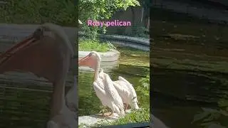 Gular Flutter |heat dissipation #cooloff #nature #animals #birds #heat