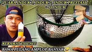 JUARA INDUK 1,INDUK 2,INDUK PRESTASI + SS INDUK !! BAWA PULANG AMPLOP BANYAK!UMPAN IKAN MAS BABON