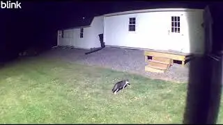 10 14 2025 Midnight to 3AM Homestead Visitors IR Night Vision Wildlife Action