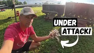 Our Farm Is Under Predator Attack &mdash; Here&rsquo;s How We Fight Back