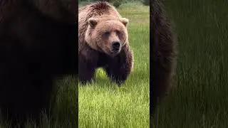 discovery black bear: a majestic creature of the  #shorts #ytshort #videoshort #wildlife #nature