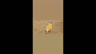 Nossa Galinha Polaca ❤️