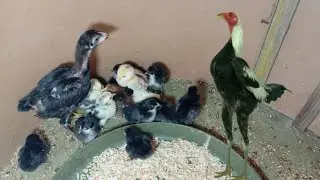 English Game and  Aseel Chicks Hatched. #aseelmurga #chicks 