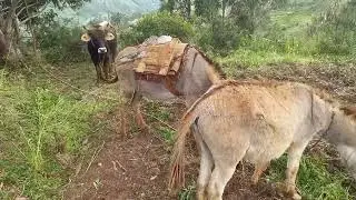 ESCARBANDO PAPA/ Cosechando papa serrana por 2 días 😉💎