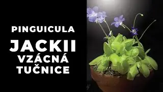 Vzácná tučnice Pinguicula jackii