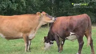 Happy animals at Goodheart Farm Animal Sanctuary 💚