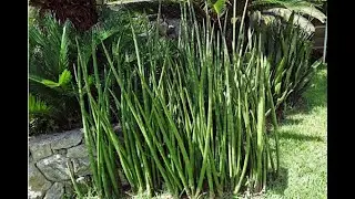 Lança de São Jorge na Areia ou Sansevieria cylíndrica - (Parte 2)