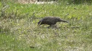 Long-tailed Meadowlark near Gypsy Cove, Falklands (11.25.25)