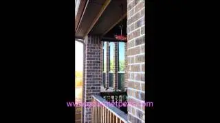 Hummingbirds on Patio Feeder in Austin, TX