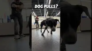 Stop Dog Pulling in 3 Easy Steps! 🐕#shorts