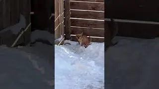Having to poop in the freezing cold 🥺😭🥶  #dog #pets #chihuahua