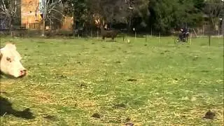 Raging Cow