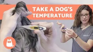 How to Take a DOG's TEMPERATURE - Only Reliable Method