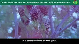 FE | Variation in pine growth response to site preparation methods in the Lower Coastal Plain of the