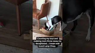When Your Dog Realizes a Favorite Toy Is Gone 😭🐶