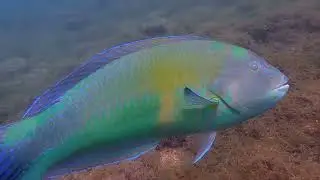 Discover Kauai's Underwater Wonders! 🐠🌴 | Top 10 Secret Snorkeling Spots!