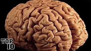 Top 10 Shocking Facts About The Human Brain - Part 2