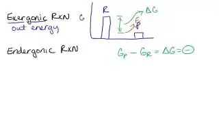 6 Exergonic and Endergonic Reactions