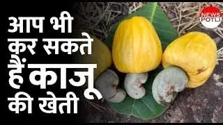 काजू उगाएं और बनें करोड़पति! | Grow Cashews & Become a Millionaire!