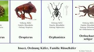 Insect, Ordnung K&auml;fer, Familie R&uuml;sselk&auml;fer trigonopterus kleiner eupholus alcidodes gro&szlig;er stigma