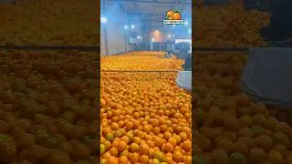 MEET WAXING PLANT🍊#shortsfeed #kinnow #farming