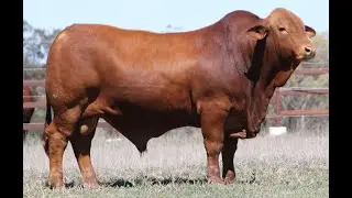 Lot 81 CLONLARA KIP (PP)