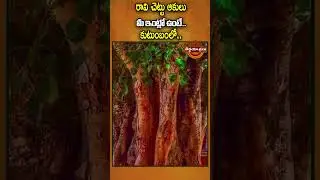 🌿 రావి చెట్టును ఇలా పూజిస్తే! | Powerful Raavi Chettu Remedies | #Shorts #RaviChettu #MoneyRemedies