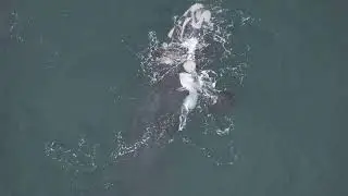 30 August 2023 Whale watching with Southern Right Charters