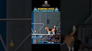 The best performing dogs during the diving olympics! #dog #dogshorts #ranked #olympics