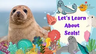 Let's Learn about Seals Marine animal videos for kids Aquatic animals