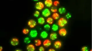 Chlamydomonas reinhardtii cells viewed with fluorescent microscope (info in description)