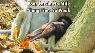 Million Sad...Again & Again Poor Skinny Calvin No Milk along Time So Weak By Chiko Kidnap along Time