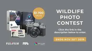 OPG LIVE: Photographing Polar Bears in the Arctic