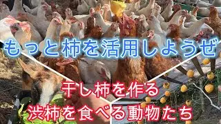 そこいらに沢山生えている柿、もっと活用しようぜ！干し柿を作る、渋柿を食べる動物たち【農業・自給自足・料理】
