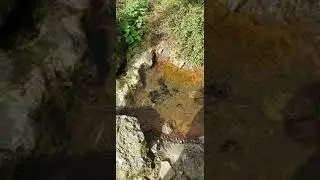 Jersey toad spawn