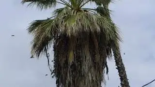 Cedar Waxwing flock feast