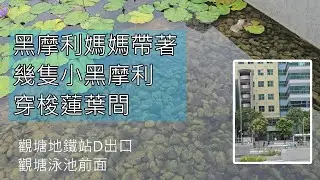 喜見觀塘游泳池旁邊的蓮塘, 多了些小魚幼魚